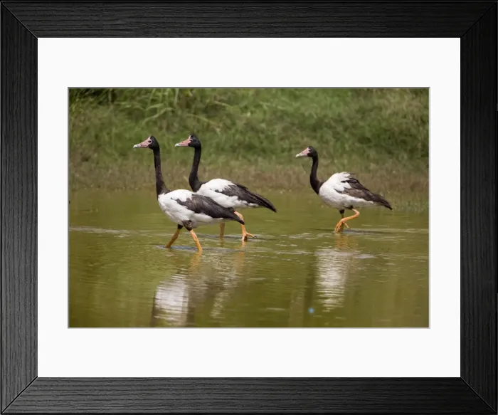 Framed Print : Magpie Geese, male, female and juvenile Largely birds of the Top End from the Kimberley through to eastern Queensland with a few in New South Wales. Sometimes thousands on irrigated fields and crops. Also on grassy tropical floodplains Framed Print : Magpie Geese, male, female and juvenile Largely birds of the Top End from the Kimberley through to eastern Queensland with a few in New South Wales. Sometimes thousands on irrigated fields and crops. Also on grassy tropical floodplains