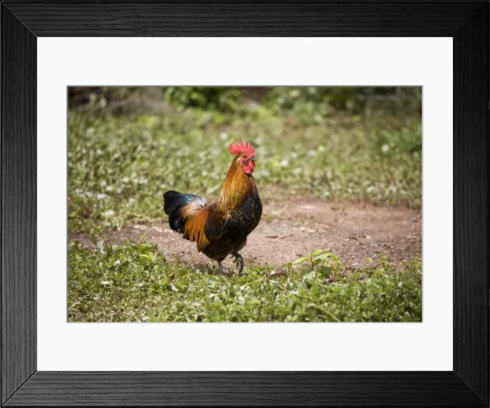 Framed Print : Red Junglefowl A free ranging rooster at Mt House Station, a remote cattle station on the Gibb River Road, Kimberley, Western Australia. These birds originally imported from Indonesia Framed Print : Red Junglefowl A free ranging rooster at Mt House Station, a remote cattle station on the Gibb River Road, Kimberley, Western Australia. These birds originally imported from Indonesia