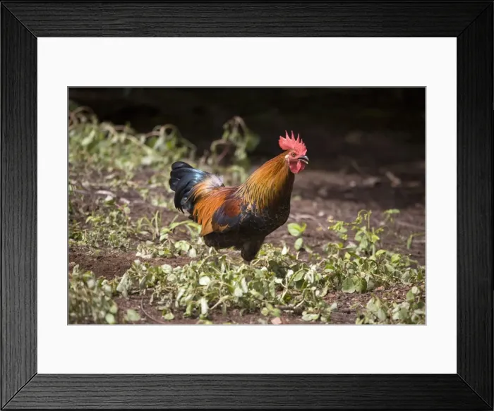 Framed Print : Red Junglefowl A free ranging rooster at Mt House Station, a remote cattle station on the Gibb River Road, Kimberley, Western Australia. These birds originally imported from Indonesia Framed Print : Red Junglefowl A free ranging rooster at Mt House Station, a remote cattle station on the Gibb River Road, Kimberley, Western Australia. These birds originally imported from Indonesia