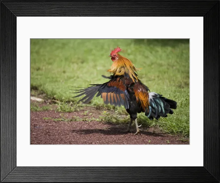 Framed Print : Red Junglefowl rooster shaking feathers A free ranging rooster at Mt House Station, a remote cattle station on the Gibb River Road, Kimberley, Western Australia. These birds originally imported from Indonesia Framed Print : Red Junglefowl rooster shaking feathers A free ranging rooster at Mt House Station, a remote cattle station on the Gibb River Road, Kimberley, Western Australia. These birds originally imported from Indonesia
