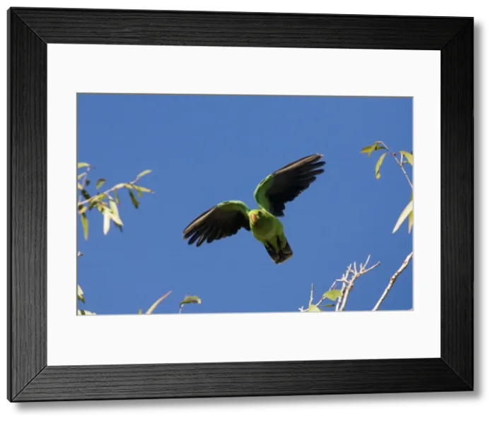 Framed Print : Red-winged Parrot in flight Inhabits open grassy woodlands and inland birds can be found in mulga and scrubby areas. Coastal birds sometimes visit mangroves. Found across the Top End, Queensland and into New South Wales Framed Print : Red-winged Parrot in flight Inhabits open grassy woodlands and inland birds can be found in mulga and scrubby areas. Coastal birds sometimes visit mangroves. Found across the Top End, Queensland and into New South Wales