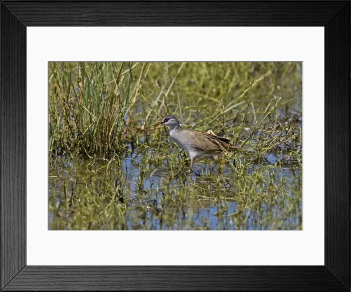 Framed Print : White-browed Crake At Mt Barnett water treatment ponds. Found in the tropical far north of the Kimberley, Northern Territory and Queensland in wetlands with aquatic vegetation. Always places nests in vegetation standing in water Framed Print : White-browed Crake At Mt Barnett water treatment ponds. Found in the tropical far north of the Kimberley, Northern Territory and Queensland in wetlands with aquatic vegetation. Always places nests in vegetation standing in water