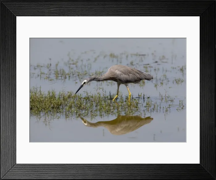 Framed Print : White-faced Heron A common species found right throughout Australia from the coast to ephemeral water far inland. Abundant on irrigated pastures and shallow wetlands Framed Print : White-faced Heron A common species found right throughout Australia from the coast to ephemeral water far inland. Abundant on irrigated pastures and shallow wetlands
