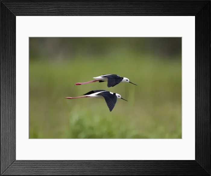 Framed Print : Black-winged Stilts flying Found throughout Australia wherever there are suitable shallow wetlands. At a pond near Mt Barnett, Kimberley, Western Australia Framed Print : Black-winged Stilts flying Found throughout Australia wherever there are suitable shallow wetlands. At a pond near Mt Barnett, Kimberley, Western Australia