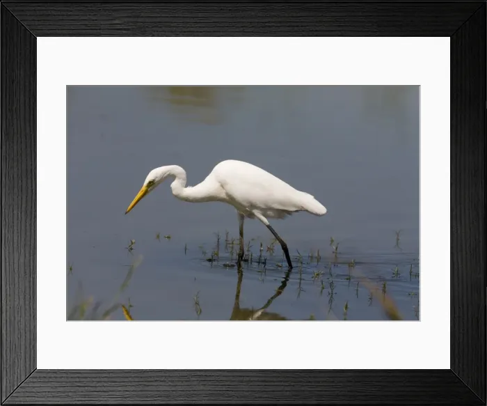 Framed Print : Intermediate Egret / Plumed Egret. Usually inhabits freshwater wetlands, billabongs and ephemeral water in the wet season in the far north. At Mt Barnett, Gibb River Road, Kimberley, Western Australia Framed Print : Intermediate Egret / Plumed Egret. Usually inhabits freshwater wetlands, billabongs and ephemeral water in the wet season in the far north. At Mt Barnett, Gibb River Road, Kimberley, Western Australia