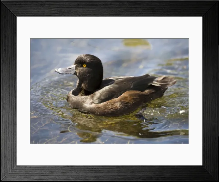 Framed Print : New Zealand Scaup / Black Teal. Male at The Groynes near Christchurch, South Island, New Zealand. Inhabits freshwater lakes Framed Print : New Zealand Scaup / Black Teal. Male at The Groynes near Christchurch, South Island, New Zealand. Inhabits freshwater lakes
