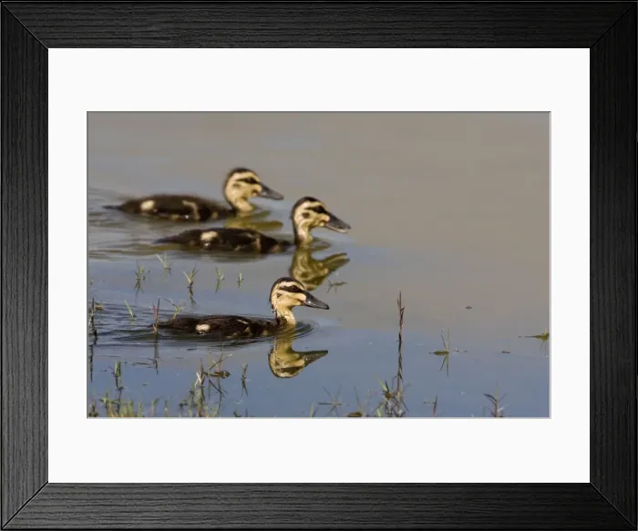 Framed Print : Pacific Black Duck ducklings At a wetland near Mt Barnett, Gibb River Road, Kimberley, Australia Framed Print : Pacific Black Duck ducklings At a wetland near Mt Barnett, Gibb River Road, Kimberley, Australia