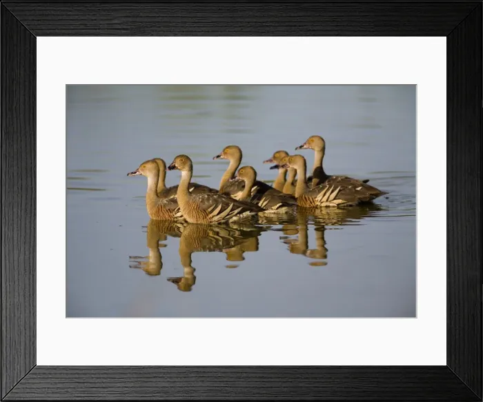 Framed Print : Plumed Whistling-Ducks Common in swamps, flooded grasslands, lakes and billabongs across northern Australia and scattered across the eastern half of Australia. At a wetland near the Gibb River Road, Kimberley, Western Australia Framed Print : Plumed Whistling-Ducks Common in swamps, flooded grasslands, lakes and billabongs across northern Australia and scattered across the eastern half of Australia. At a wetland near the Gibb River Road, Kimberley, Western Australia