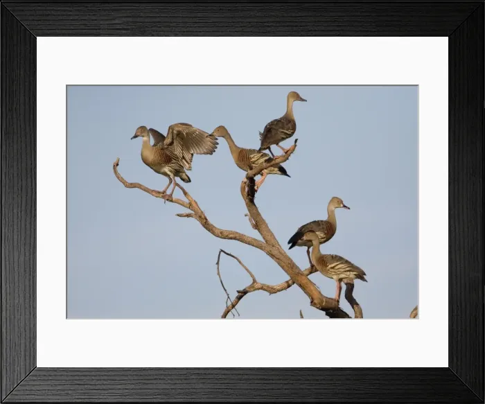 Framed Print : Plumed Whistling-Ducks perched Common in swamps, flooded grasslands, lakes and billabongs across northern Australia and scattered across the eastern half of Australia Framed Print : Plumed Whistling-Ducks perched Common in swamps, flooded grasslands, lakes and billabongs across northern Australia and scattered across the eastern half of Australia