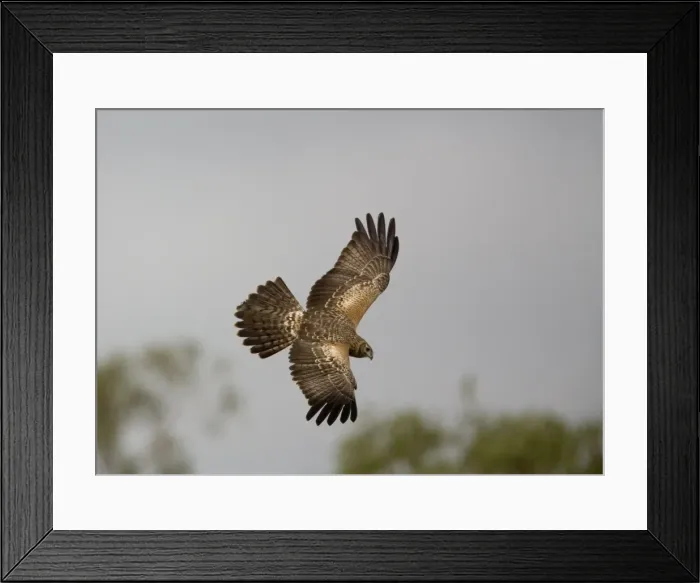 Framed Print : Whistling Kite - In flight Found throughout most of Australia more commonly in the north. At Munkayarra Claypan near Derby, Western Australia Framed Print : Whistling Kite - In flight Found throughout most of Australia more commonly in the north. At Munkayarra Claypan near Derby, Western Australia