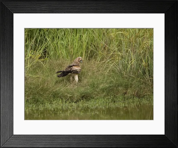 Framed Print : Whistling Kite Found throughout most of Australia more commonly in the north. At a wetland near Mt Barnett, Gibb River Road, Kimberley, Western Australia Framed Print : Whistling Kite Found throughout most of Australia more commonly in the north. At a wetland near Mt Barnett, Gibb River Road, Kimberley, Western Australia