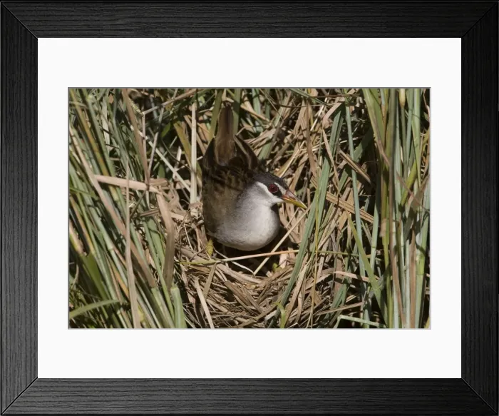 Framed Print : White-browed Crake coming onto nest At Gibb River Community wetlands. Found in the tropical far north of the Kimberley, Northern Territory and Queensland in wetlands with aquatic vegetation Framed Print : White-browed Crake coming onto nest At Gibb River Community wetlands. Found in the tropical far north of the Kimberley, Northern Territory and Queensland in wetlands with aquatic vegetation