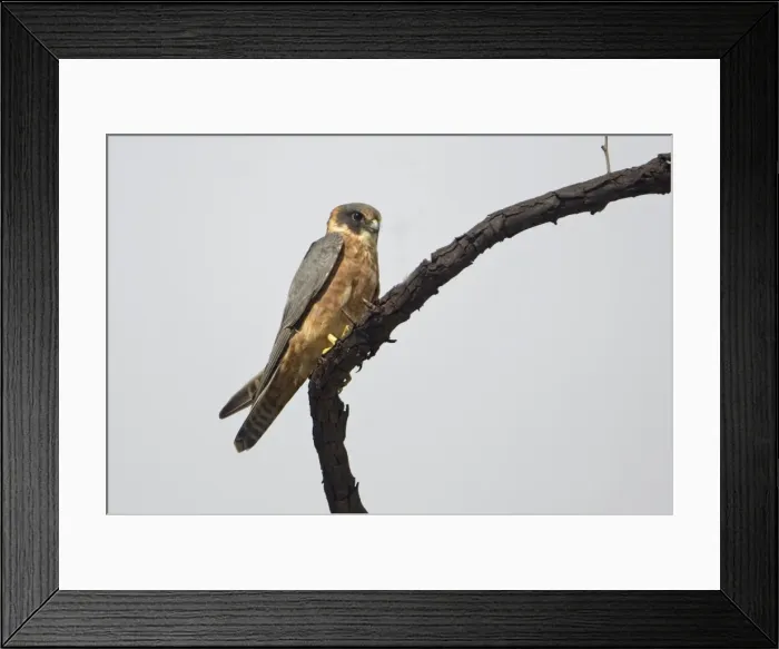 Framed Print : Australian Hobby Australian Hobbies have been reported from most parts of Australia. They inhabit open grassy woodlands, scrubby areas, the arid interior and urban areas
