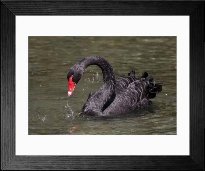 Framed Print : Black Swan Introduced to New Zealand in the 1860s. Now common throughout in lakes and ponds. At The Groynes, Christchurch, New Zealand Framed Print : Black Swan Introduced to New Zealand in the 1860s. Now common throughout in lakes and ponds. At The Groynes, Christchurch, New Zealand