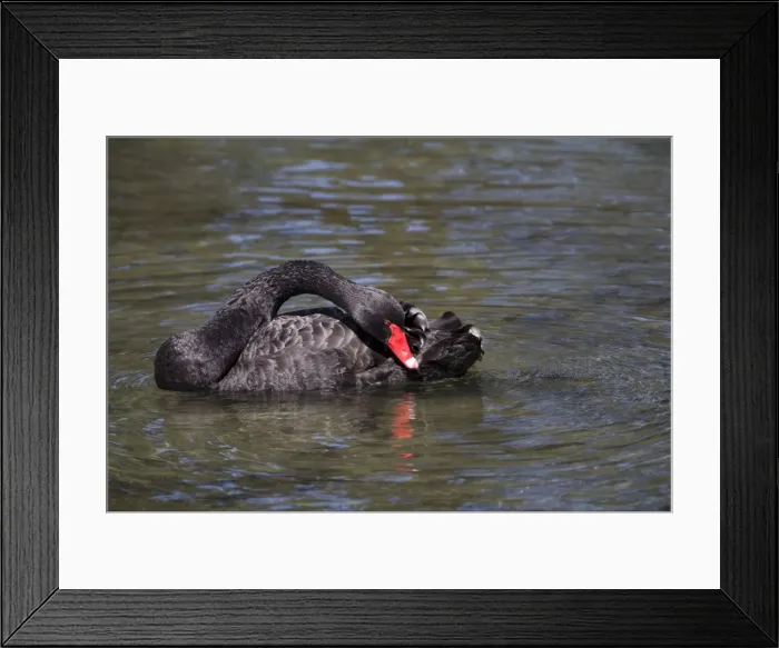 Framed Print : Black Swan preening Introduced to New Zealand in the 1860s. Now common throughout in lakes and ponds. At The Groynes, Christchurch, New Zealand Framed Print : Black Swan preening Introduced to New Zealand in the 1860s. Now common throughout in lakes and ponds. At The Groynes, Christchurch, New Zealand