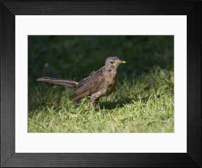 Framed Print : Blackbird moulting and scruffy This bird photographed late January in New Zealand at the end of the nesting season is now in serious moult. At Hanmer, South Island, New Zealand Framed Print : Blackbird moulting and scruffy This bird photographed late January in New Zealand at the end of the nesting season is now in serious moult. At Hanmer, South Island, New Zealand
