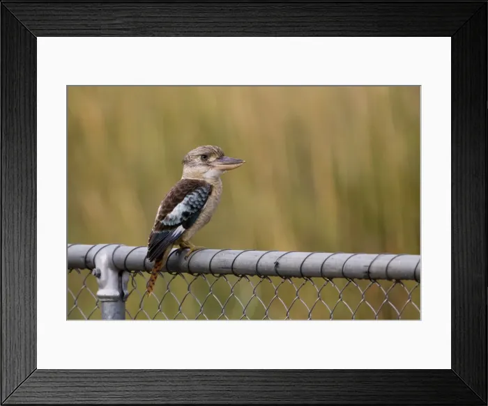 Framed Print : Blue-winged Kookaburra Inhabits open woodlands, trees lining rivers, paperbark wetlands, outback communities and stations. From the Pilbara and Kimberley in Western Australia across the Top End through to eastern Queensland Framed Print : Blue-winged Kookaburra Inhabits open woodlands, trees lining rivers, paperbark wetlands, outback communities and stations. From the Pilbara and Kimberley in Western Australia across the Top End through to eastern Queensland
