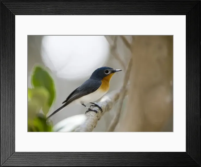 Framed Print : Broad-billed Flycatcher Inhabits mangroves almost exclusively but sometimes coastal vine thickets along the Kimberley coast, the Northern Territory coast and in far north Queensland