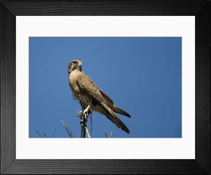 Framed Print : Brown Falcon Found in a wide variety of habitats right throughout Australia. On a roadside tree between Derby and Broome Western Australia Framed Print : Brown Falcon Found in a wide variety of habitats right throughout Australia. On a roadside tree between Derby and Broome Western Australia