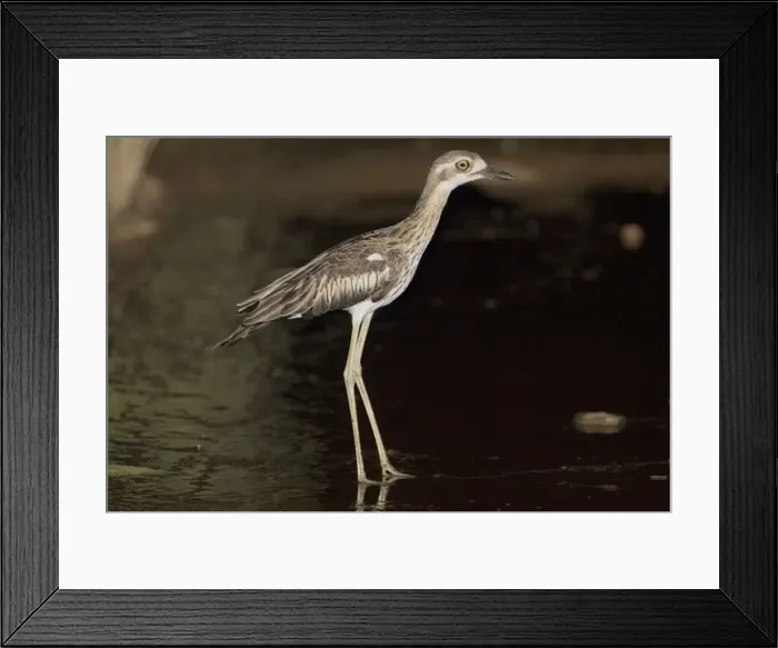Framed Print : Bush Stone-curlew at night Reasonably common across the Top End and northeast but uncommon in the southeast and southwest. Inhabits open grassy woodlands. At night at a shallow ford on the Gibb River Road, Kimberley, Western Australia Framed Print : Bush Stone-curlew at night Reasonably common across the Top End and northeast but uncommon in the southeast and southwest. Inhabits open grassy woodlands. At night at a shallow ford on the Gibb River Road, Kimberley, Western Australia