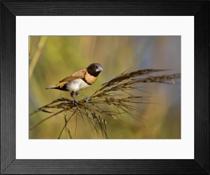 Framed Print : Chestnut-breasted Mannikin eating grass seed Inhabits grasslands usually near water across northern Australia and eastern areas of Queensland and New South Wales Framed Print : Chestnut-breasted Mannikin eating grass seed Inhabits grasslands usually near water across northern Australia and eastern areas of Queensland and New South Wales