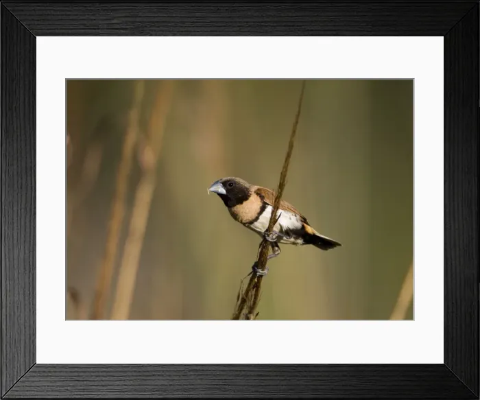 Framed Print : Chestnut-breasted Mannikin eating grass seed Inhabits grasslands usually near water across northern Australia and eastern areas of Queensland and New South Wales Framed Print : Chestnut-breasted Mannikin eating grass seed Inhabits grasslands usually near water across northern Australia and eastern areas of Queensland and New South Wales