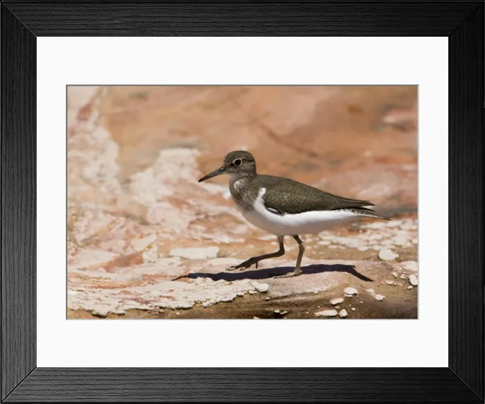 Framed Print : Common Sandpiper Found along all Australian coasts and sometimes well inland along waterways and billabong edges. Not particularly common. Feeds alone and does not flock like other migrant waders Framed Print : Common Sandpiper Found along all Australian coasts and sometimes well inland along waterways and billabong edges. Not particularly common. Feeds alone and does not flock like other migrant waders