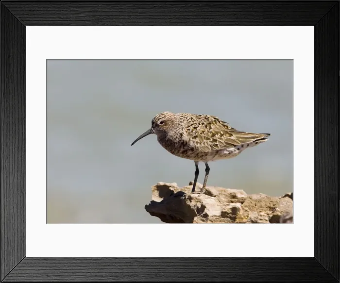 Framed Print : Curlew Sandpiper in breeding plumage Breeds in the far north of Russia and winters from Africa east to Australasia. Waiting out a high tide at Roebuck Bay near Broome, Western Australia Framed Print : Curlew Sandpiper in breeding plumage Breeds in the far north of Russia and winters from Africa east to Australasia. Waiting out a high tide at Roebuck Bay near Broome, Western Australia