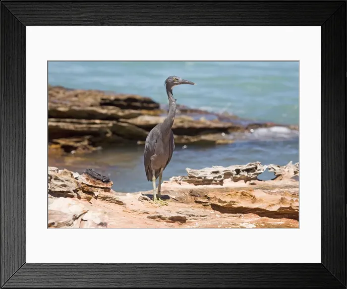 Framed Print : Eastern Reef Egret grey morph At Roebuck Bay, Broome, Western Australia. Common around Australian coasts particularly in the north. Avoids long unbroken sandy beaches Framed Print : Eastern Reef Egret grey morph At Roebuck Bay, Broome, Western Australia. Common around Australian coasts particularly in the north. Avoids long unbroken sandy beaches
