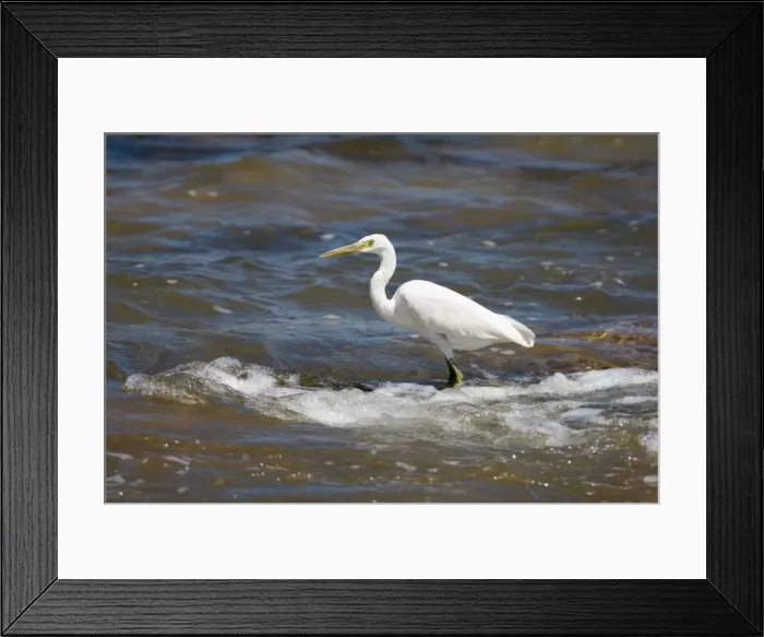 Framed Print : Eastern Reef Egret white morph At Roebuck Bay, Broome, Western Australia. Common around Australian coasts particularly in the north. Avoids long unbroken sandy beaches Framed Print : Eastern Reef Egret white morph At Roebuck Bay, Broome, Western Australia. Common around Australian coasts particularly in the north. Avoids long unbroken sandy beaches