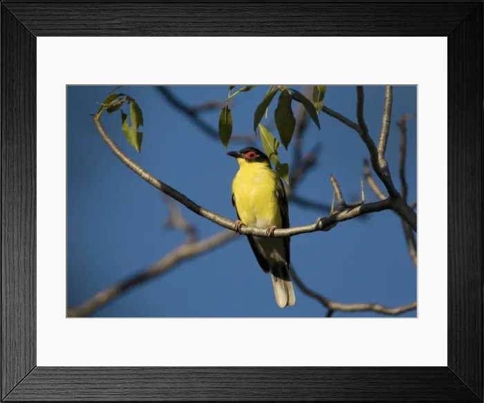 Framed Print : Figbird Male of the subspecies with the yellow underparts named either ashbyi or flaviventris by different authorities. Found in parts of the Kimberley, far north Northern Territory and in the Cape York area of Queensland Framed Print : Figbird Male of the subspecies with the yellow underparts named either ashbyi or flaviventris by different authorities. Found in parts of the Kimberley, far north Northern Territory and in the Cape York area of Queensland