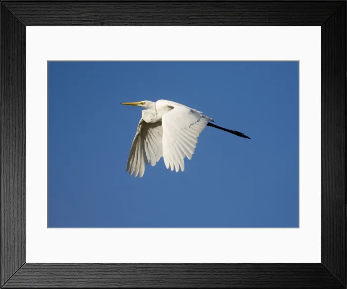 Framed Print : Great Egret in flight Inhabits wetlands and marine mudflats throughout much of Australia except for the most arid regions. Flying from an ephemeral wetland near Mt Barnett, Gibb River Road, Kimberley, Western Australia Framed Print : Great Egret in flight Inhabits wetlands and marine mudflats throughout much of Australia except for the most arid regions. Flying from an ephemeral wetland near Mt Barnett, Gibb River Road, Kimberley, Western Australia