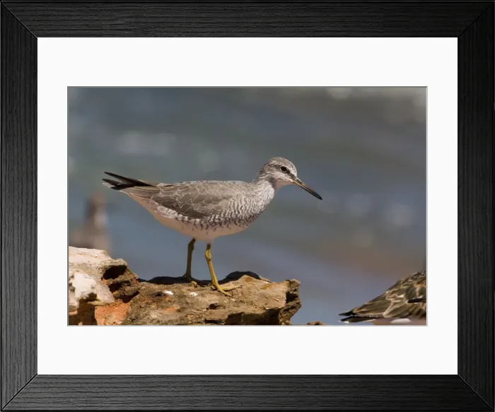 Framed Print : Grey-tailed Tattler in breeding plumage At Roebuck Bay near Broome, Western Australia. Breeds in arctic Russia and Siberia and winters in Southeast Asia and Australia Framed Print : Grey-tailed Tattler in breeding plumage At Roebuck Bay near Broome, Western Australia. Breeds in arctic Russia and Siberia and winters in Southeast Asia and Australia