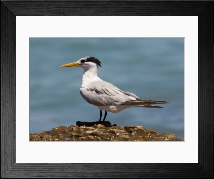Framed Print : Lesser Crested Tern in non-breeding plumage Widespread along Australia's northern coastal regions. Also Africa, coastal Asia and Southeast Asia, to Indonesia and Papua New Guinea Framed Print : Lesser Crested Tern in non-breeding plumage Widespread along Australia's northern coastal regions. Also Africa, coastal Asia and Southeast Asia, to Indonesia and Papua New Guinea