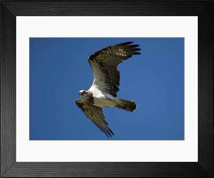 Framed Print : Osprey Found virtually worldwide Ospreys are common around northern Australian coasts becoming less common in the south. Occasionally well inland like this immature bird following the Barnett River at Manning Gorge, Gibb River Road Framed Print : Osprey Found virtually worldwide Ospreys are common around northern Australian coasts becoming less common in the south. Occasionally well inland like this immature bird following the Barnett River at Manning Gorge, Gibb River Road