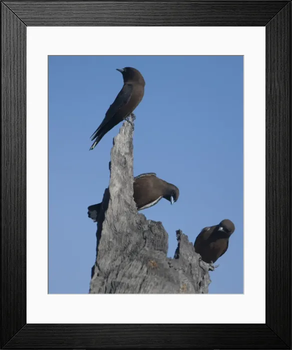 Framed Print : Little Woodswallows Widespread across Australia except in the south. Sometimes seen in open grassy woodlands but usually around ravines and rocky areas particularly near water Framed Print : Little Woodswallows Widespread across Australia except in the south. Sometimes seen in open grassy woodlands but usually around ravines and rocky areas particularly near water
