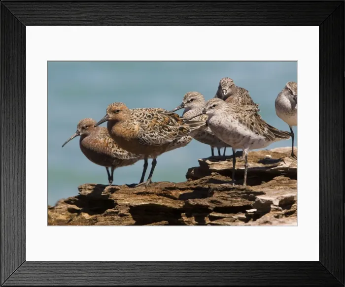 Framed Print : Red Knot in breeding plumage Breeds in widely separated areas of the Arctic and winters in scattered areas of the Southern Hemisphere but some remain in temperate areas of the Northern Hemisphere Framed Print : Red Knot in breeding plumage Breeds in widely separated areas of the Arctic and winters in scattered areas of the Southern Hemisphere but some remain in temperate areas of the Northern Hemisphere