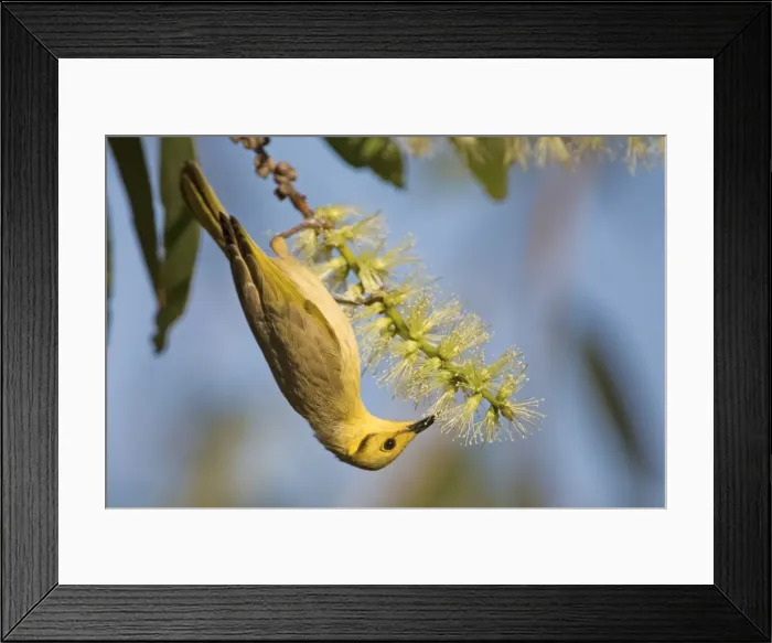 Framed Print : Yellow-tinted Honeyeater Found across northern Australia from the Kimberley to Queensland. Inhabits open woodlands and particularly tree-lined watercourses. Also around remote stations and townships as they seek out flowering trees Framed Print : Yellow-tinted Honeyeater Found across northern Australia from the Kimberley to Queensland. Inhabits open woodlands and particularly tree-lined watercourses. Also around remote stations and townships as they seek out flowering trees