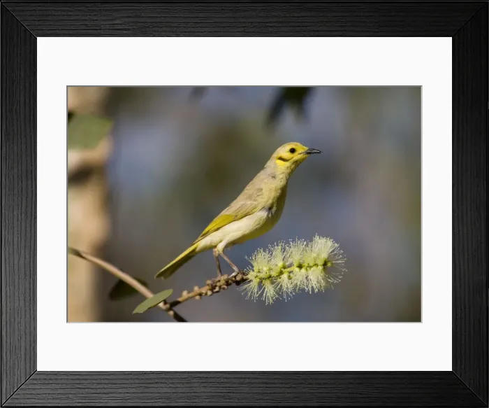 Framed Print : Yellow-tinted Honeyeater Found across northern Australia from the Kimberley to Queensland. Inhabits open woodlands and particularly tree-lined watercourses. Also around remote stations and townships as they seek out flowering trees Framed Print : Yellow-tinted Honeyeater Found across northern Australia from the Kimberley to Queensland. Inhabits open woodlands and particularly tree-lined watercourses. Also around remote stations and townships as they seek out flowering trees