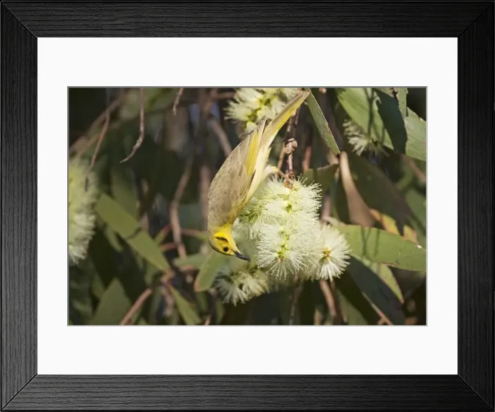 Framed Print : Yellow-tinted Honeyeater Found across northern Australia from the Kimberley to Queensland. Inhabits open woodlands and particularly tree-lined watercourses. Also around remote stations and townships as they seek out flowering trees Framed Print : Yellow-tinted Honeyeater Found across northern Australia from the Kimberley to Queensland. Inhabits open woodlands and particularly tree-lined watercourses. Also around remote stations and townships as they seek out flowering trees