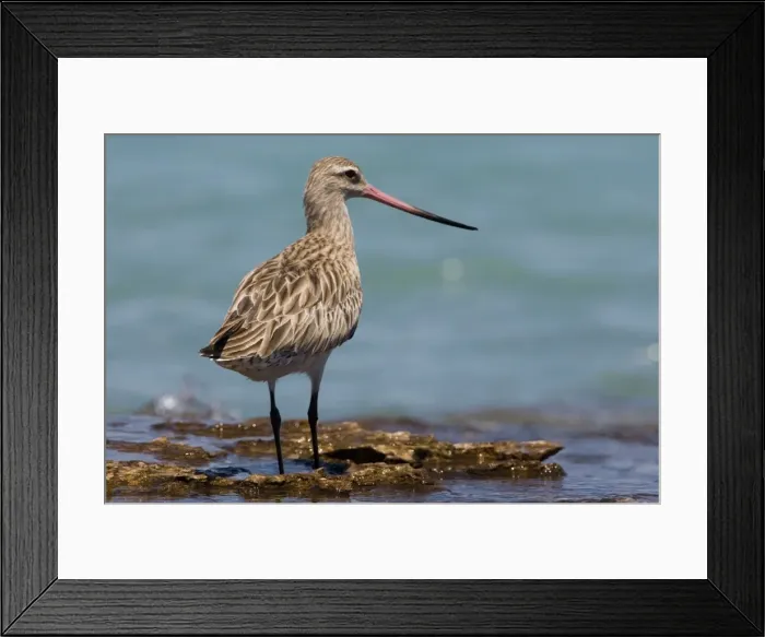 Framed Print : Bar-tailed Godwit female showing long bi-coloured bill Breeds in the far north Arctic tundra from Scandinavia to Siberia and Alaska. Winters on many southern coastlines except North and South America Framed Print : Bar-tailed Godwit female showing long bi-coloured bill Breeds in the far north Arctic tundra from Scandinavia to Siberia and Alaska. Winters on many southern coastlines except North and South America