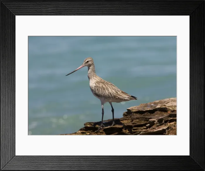 Framed Print : Bar-tailed Godwit in non-breeding plumage Breeds in the far north Arctic tundra from Scandinavia to Siberia and Alaska. Winters on many southern coastlines except North and South America Framed Print : Bar-tailed Godwit in non-breeding plumage Breeds in the far north Arctic tundra from Scandinavia to Siberia and Alaska. Winters on many southern coastlines except North and South America