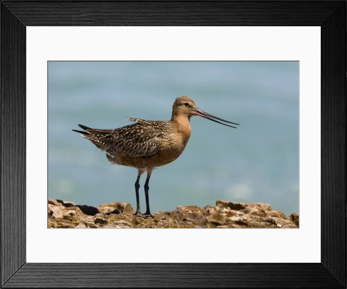 Framed Print : Bar-tailed Godwit male in breeding plumage dissipating heat Breeds in the far north Arctic tundra from Scandinavia to Siberia and Alaska. This bird dissipating heat in 3 ways; raising feathers from cloaca and on its back