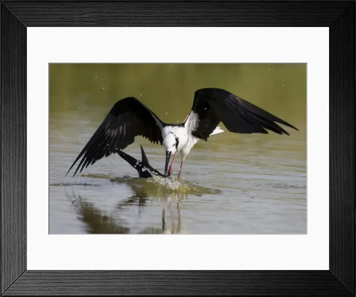 Framed Print : Black-winged Stilt attacking another stilt under water Black-winged Stilt / Pied Stilt / White-headed Stilt. A cosmopolitan species. In Australia widespread wherever there is suitable habitat; shallow freshwater wetlands Framed Print : Black-winged Stilt attacking another stilt under water Black-winged Stilt / Pied Stilt / White-headed Stilt. A cosmopolitan species. In Australia widespread wherever there is suitable habitat; shallow freshwater wetlands