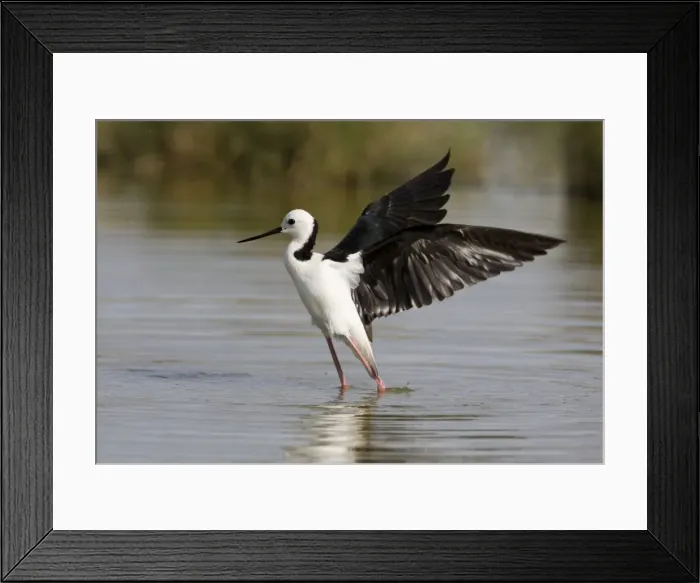 Framed Print : Black-winged Stilt with wings raised Black-winged Stilt / Pied Stilt / White-headed Stilt. A cosmopolitan species. In Australia widespread wherever there is suitable habitat; shallow freshwater wetlands Framed Print : Black-winged Stilt with wings raised Black-winged Stilt / Pied Stilt / White-headed Stilt. A cosmopolitan species. In Australia widespread wherever there is suitable habitat; shallow freshwater wetlands