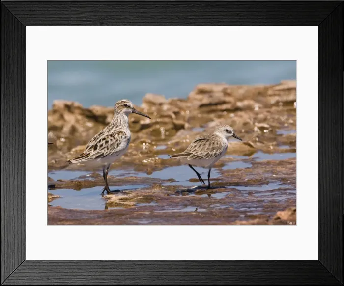 Framed Print : Broad-billed Sandpiper and Red-necked Stint Waiting out a high tide at Roebuck Bay near Broome, Western Australia. The Broad-billed Sandpiper is the eastern race sibiricus which nests in Siberia Framed Print : Broad-billed Sandpiper and Red-necked Stint Waiting out a high tide at Roebuck Bay near Broome, Western Australia. The Broad-billed Sandpiper is the eastern race sibiricus which nests in Siberia