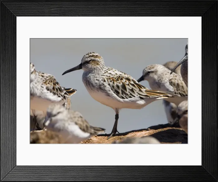 Framed Print : Broad-billed Sandpiper dozing at high tide The Broad-billed Sandpiper is the eastern race sibiricus which nests in Siberia and winters in southeastern Asia and northern Australia Framed Print : Broad-billed Sandpiper dozing at high tide The Broad-billed Sandpiper is the eastern race sibiricus which nests in Siberia and winters in southeastern Asia and northern Australia