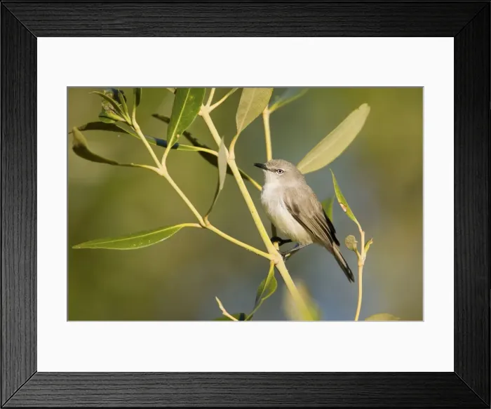 Framed Print : Dusky Gerygone Endemic to the northern Western Australian coastline and almost always in mangroves. Distinguished from other mangrove inhabiting gerygones by white iris and plain tail Framed Print : Dusky Gerygone Endemic to the northern Western Australian coastline and almost always in mangroves. Distinguished from other mangrove inhabiting gerygones by white iris and plain tail
