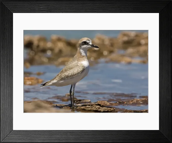 Framed Print : Greater Sand Plover Greater Sand Plover / Greater Sandplover / Large Sand Dotterel. Breeds eastern Europe and central Asia and winters along the shores of eastern Africa around the Indian Ocean to Australia Framed Print : Greater Sand Plover Greater Sand Plover / Greater Sandplover / Large Sand Dotterel. Breeds eastern Europe and central Asia and winters along the shores of eastern Africa around the Indian Ocean to Australia