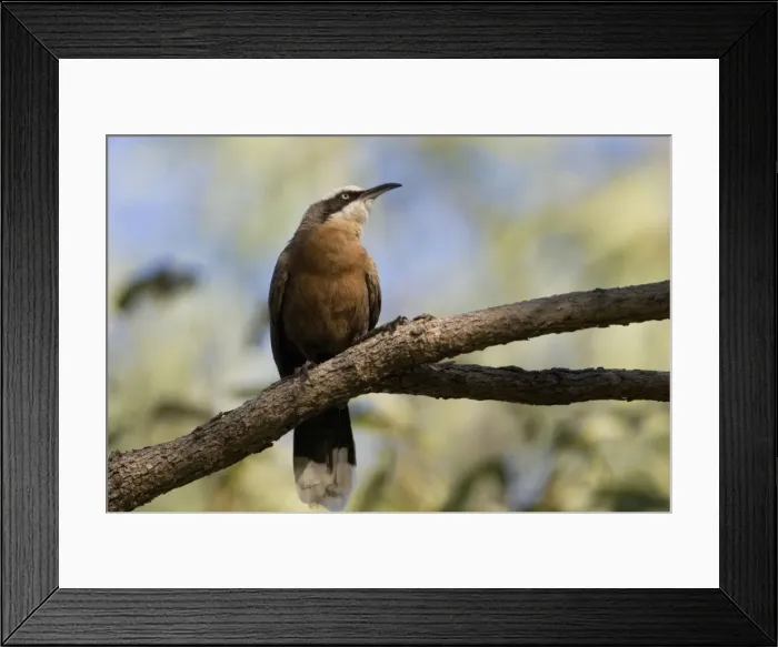 Framed Print : Grey-crowned Babbler Found across northern and eastern Australia in scrublands, open forests, grassy woodlands, outback stations and trees bordering roads and waterways Framed Print : Grey-crowned Babbler Found across northern and eastern Australia in scrublands, open forests, grassy woodlands, outback stations and trees bordering roads and waterways